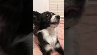 papillon dog is hungry for a snack