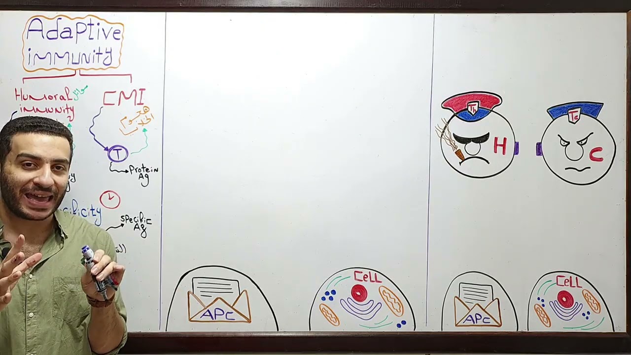 MHC (Major Histocompatibility Complex)