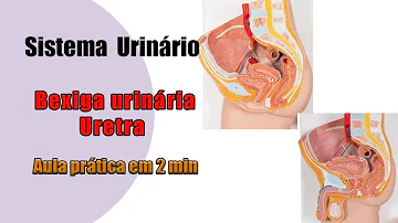 Em qual período do desenvolvimento começa a formar urina?
