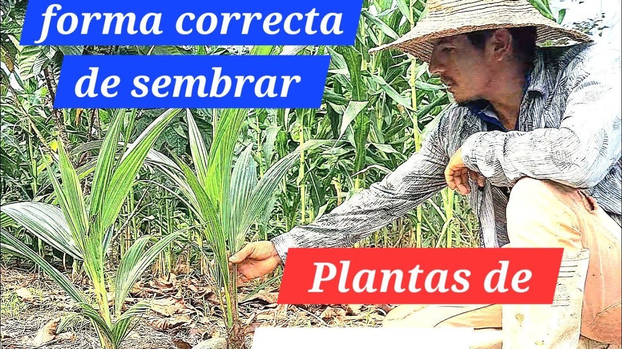Cómo se debe Sembrar Plantas de Coco ✅️(fácil)