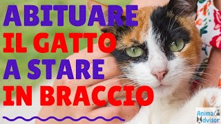 ABITUARE IL GATTO A STARE IN BRACCIO