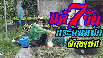 ปุ๋ยหมักกระถินแค่7วันใช้เลยผักงามจนตกใจ