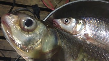 Câu Dính Cá Cóc Sông Đồng Nai | TT 13 | Tấn Mỹ Vlog