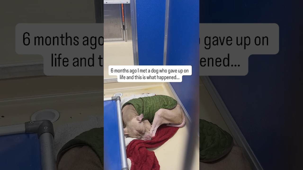 This was the worst dog I have seen so far in the shelter. #rescuedog #savealife #dogrescue