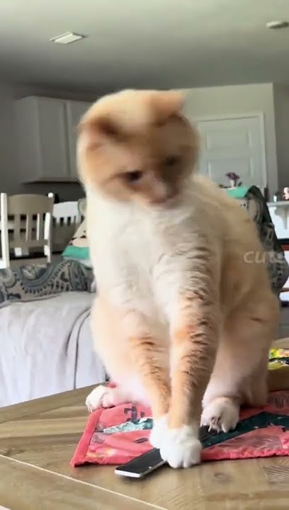 pats49 🎥 Capturing Pet Magic: Unmissable Moments and Adorable Shenanigans! 🐾✨ #PetMagic #ViralVibes