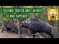 Animal lover are wild boar dangerous  animallover wildboar forest  animals wildanimals