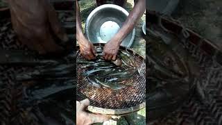 Deshi Magur Maach, Cat Fish Catehing, Big Fish Farm In Bangladesh,Vietnam Amazing Muddy Water Fish