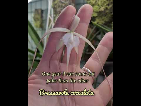 Vidéo: Cultiver des Brassavolas : Types d'orchidées Brassavola