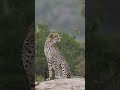 Gorgeous Cheetah on a Rock  #animals #wildlife #amazing #nature #latest