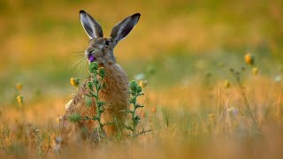 European hare tastes a thistle