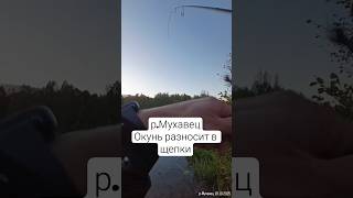 р.Мухавец.Дикий клев окуня на спиннинг!19.10.2025#рыбалка#спиннинг#микроджиг#осень#окунь#спортфишинг