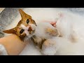先生の家に迷い込んできてくれた猫【茶白猫のちゃぁちゃ】