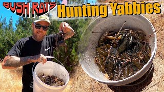 HUNTING yabbies - Catching a bucket load of yabbies!!