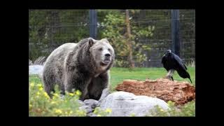 Grizzly Bears at the GWDC