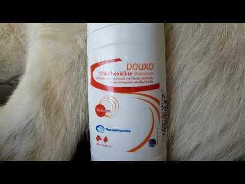 douxo-shampoo-review-for-dogs