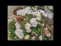 Pretty flowers