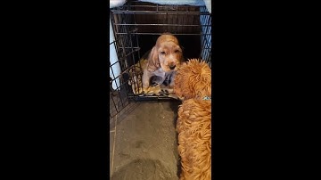 New puppy meets trained puppies  #trainedpuppy