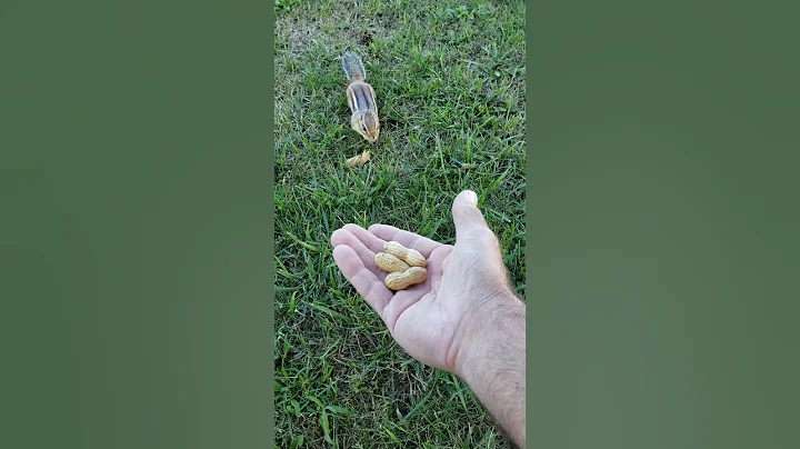 PH SNEAKS UP ON MY HAND FULL OF PEANUTS #chipmunk #peanuthater #funny #sneaky #wildlife #comedy