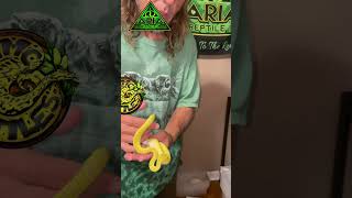 Famous Handling An Amazing Juvenile Green Tree Python 💚 Chondro Madness - More Fang For Your Bang! Net Worth