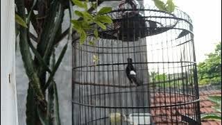 Ocehan Murai Batu Rumahan Buat Pancingan Murai Batu Malas Bunyi | Jupiter #02