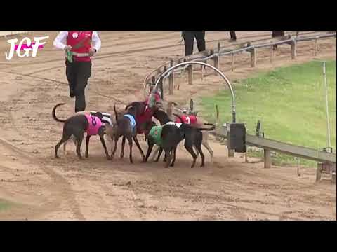 Greyhound racing - bunny fail
