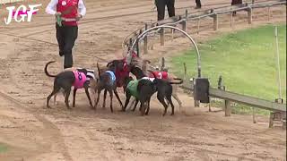 Greyhound racing - bunny fail