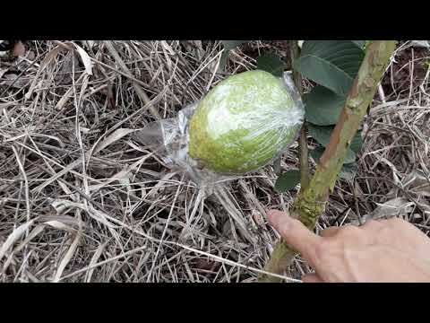 Thumbnail for Cách cho ổi ra hoa theo ý muốn - How to get more flowers in guava