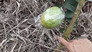 Cách cho ổi ra hoa theo ý muốn - How to get more flowers in guava