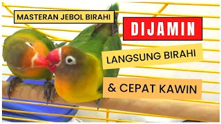 SUARA UNTUK MERANGSANG BIRAHI LOVEBIRD JANTAN \u0026 BETINA | MASTERAN JEBOL BIRAHI