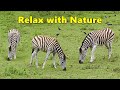 TV for Dogs : Dog Relaxation TV & Videos - Zebra Fun ~ Relax with Nature