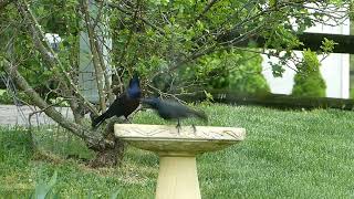 Blackbirds by William S 12 views 12 days ago 3 minutes, 5 seconds