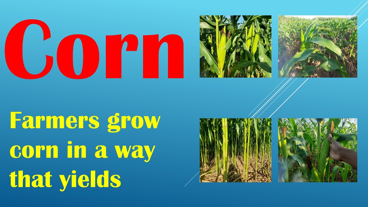 Farmers grow corn in a way that yields YouTube