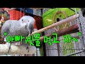 앵무새가 말하는 자기소개서 [연구대상똘이] African gray parrot Papagei Попугай (popugái)Papago parrot, 鸚鵡, 鳳頭鸚鵡