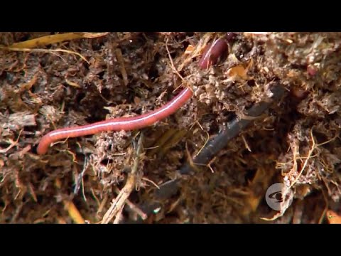 Video: La semana dedicada a dar orgánico lo orgánico