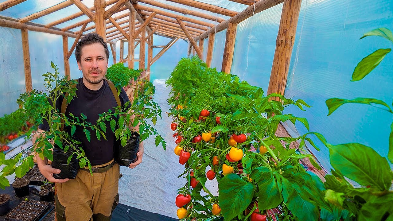 Теплица полностью оправдала мои ожидания. Делюсь информацией как построить такую же!