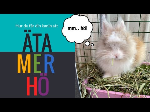 Video: Vad äter Kaniner?