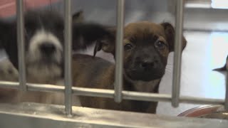 Port Arthur opens new animal shelter after 20 years in the making Port Arthur opens new animal shelter after 20 years in the making
