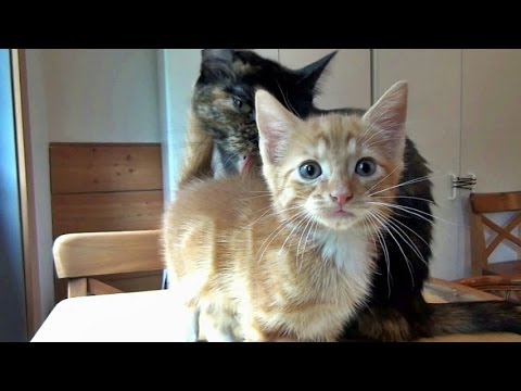 funny cats sleeping in weird positions compilation 2014 funnyplox The Joys Of Fostering Rescued Cats & Kittens - Part 1