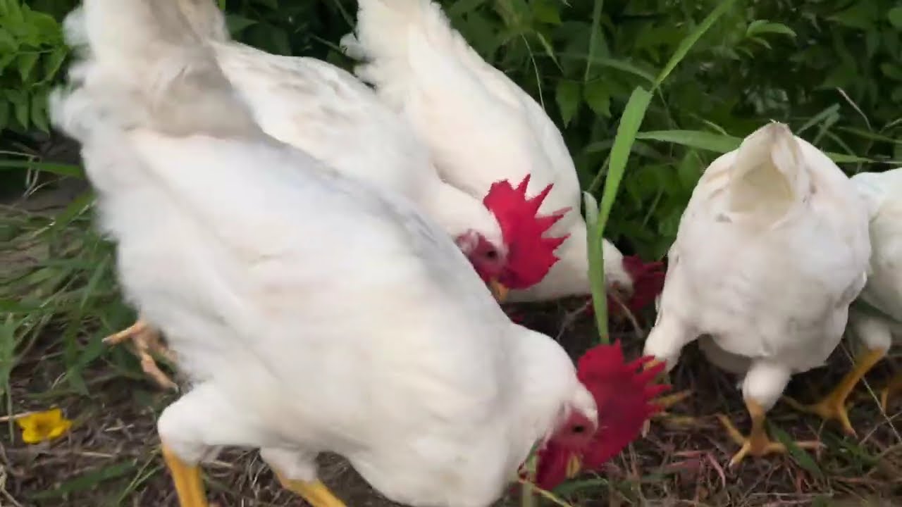 Leghorn Roosters Happily Roaming Free