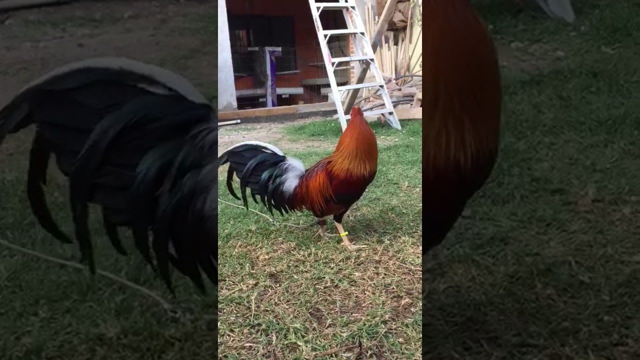 Un gallo albany semental de Emilio Aguilar - YouTube