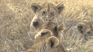 Tanzania Lion Cubs