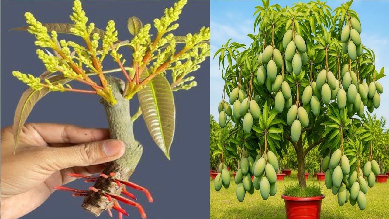 Mango propagation technique using aloe vera and Coca-Cola: 100 roots obtained in 7 days.