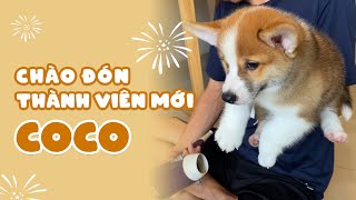 Đón bé Corgi về gia nhập đại gia đình | Xù Béo & Coco