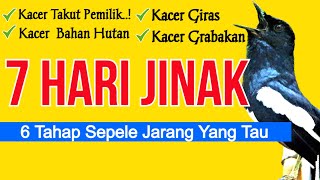 7 Hari Kacer Jinak Total! Lakukan 6 Pola Menjinakan Kacer giras Ampuh Ini, cara menjinakan kacer