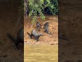 Família da ariranhas marcando território Pantanal, Brasil