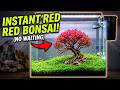 The Secret to an INSTANT Red Bonsai Aquascape (No Waiting!)