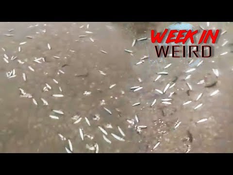 Fish Rain From the Sky In Iran Week In Weird 5-9-2018
