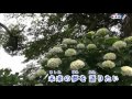 ふたりで一つの人生を(山本譲二)♪♪ カバー(-4)