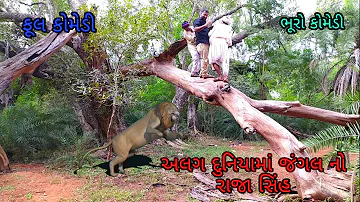 અલગ દુનિયામાં જંગલ નો રાજા સિંહ |bhurocomedy|gujaraticomedy|bccomedy