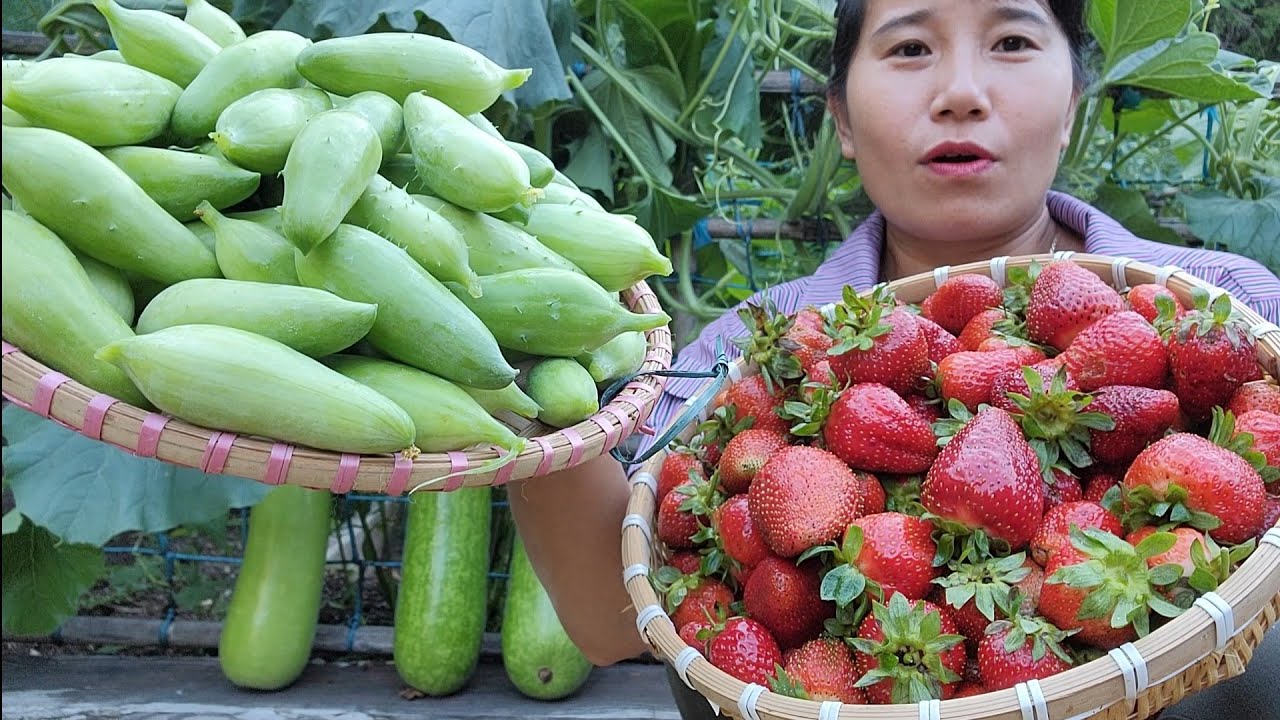 THU HOẠCH MƯỚP PERU,HÁI RỔ DÂU TÂY CHẤM MUỐI TÂY NINH, HÁI BẦU SỌC, BẦU DÀI